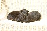 BOUVIER DES FLANDRES 442
